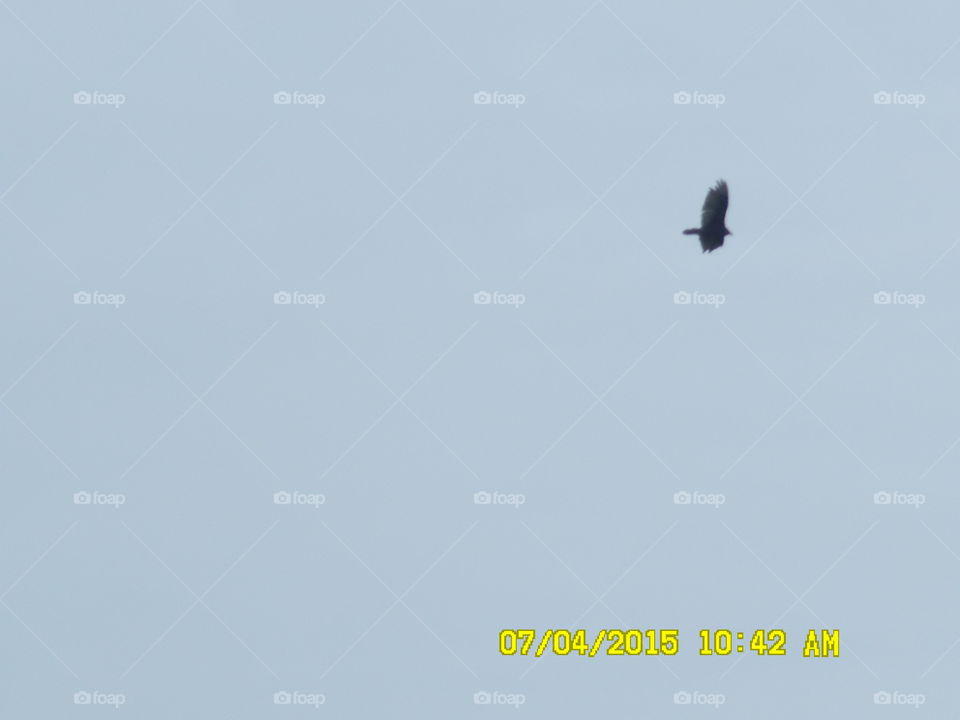 it's a bird 🐦. This is a picture of a soaring eagle that I saw while out walking 🚶 🏃 🔥 💨 at the wildcatter ranch located Graham