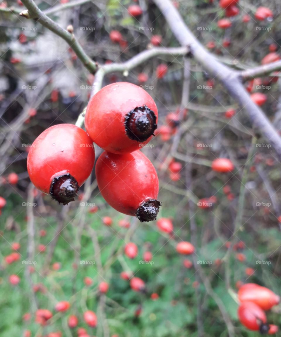 odd numbers - black  tipped red fruits of wild rose