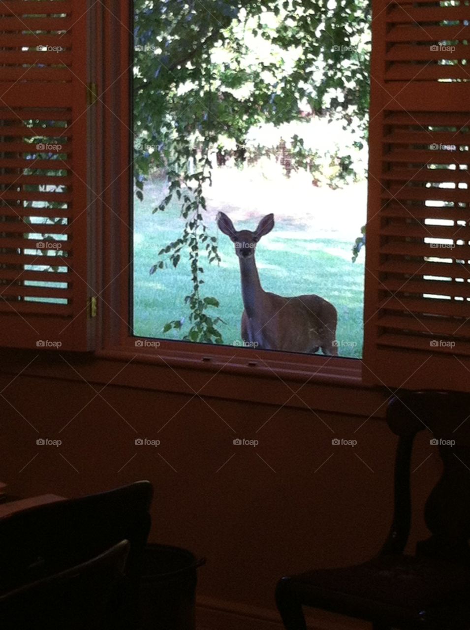 Deer lookin in window