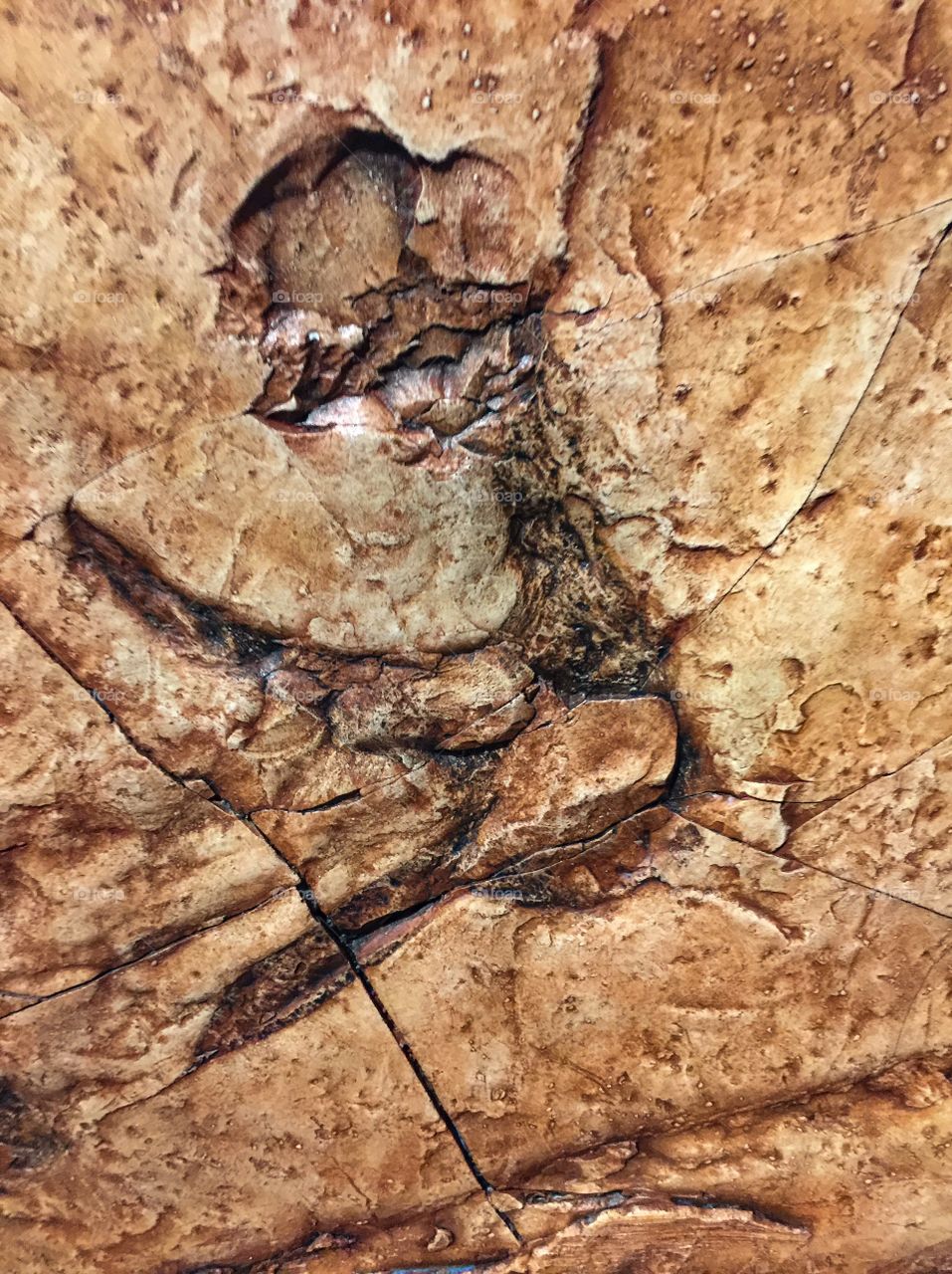 Fossilized footprints of a dinosaur at UBC biodiversity museum in Vancouver 