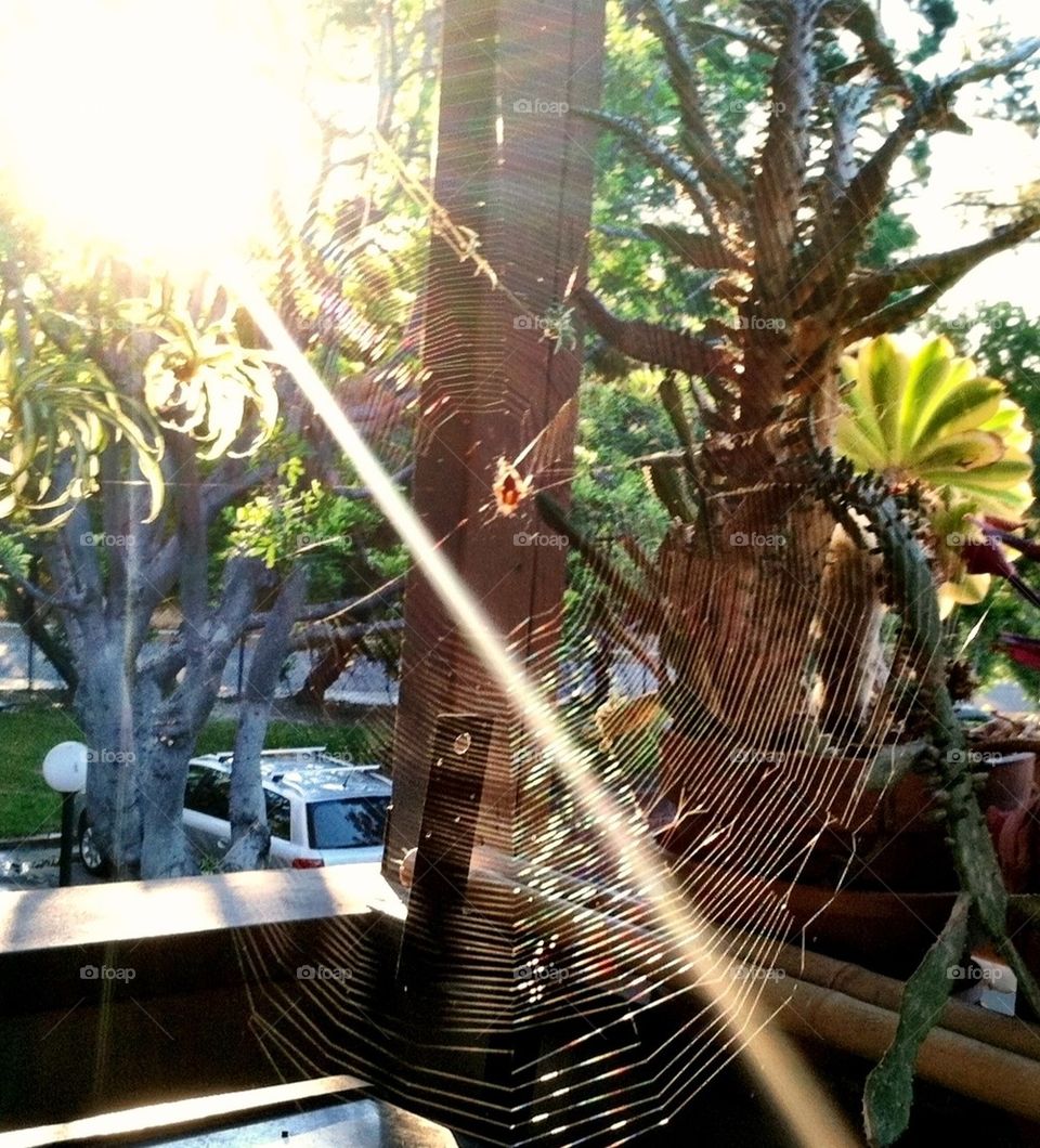 My spiders life with sun shine. Sun beam through spider web