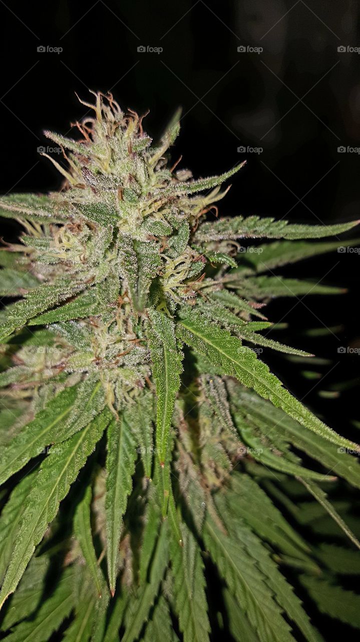 Marijuana, Cannabis, Hash, Medicine, Leaf