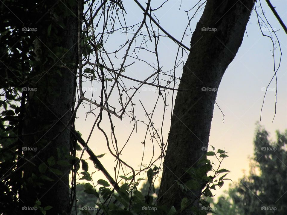 evening sky and trees