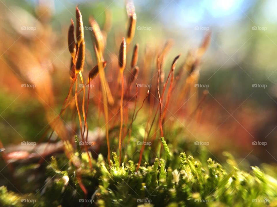 Macro moss with flowers