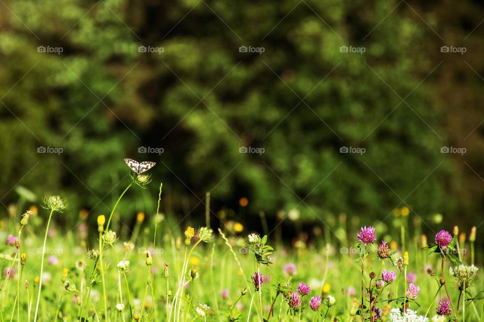 Colorful Summer Meadow