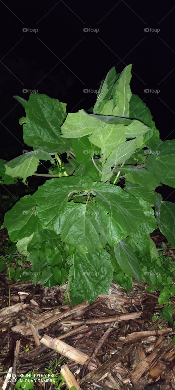 Does the money plant look beautiful only in foot night so beautiful that the watcher himself goes to Chandia
