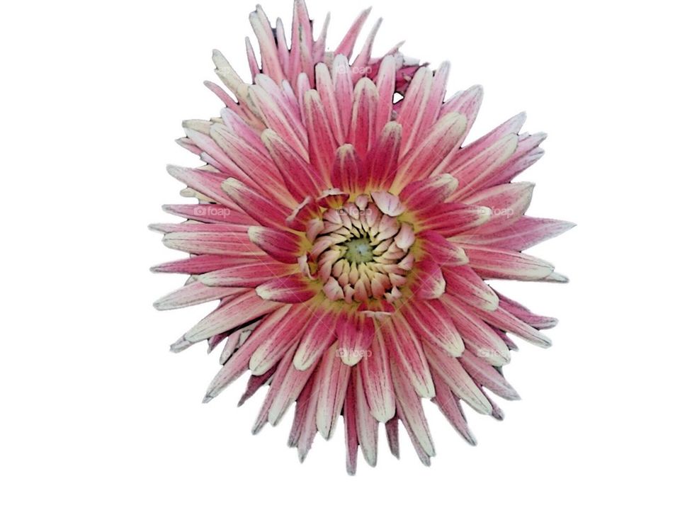 Dahlia