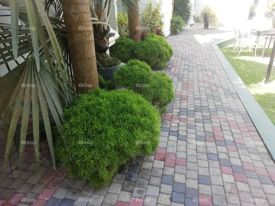 Close-up of the lovely bushes.. Feel like hugging them 🤗