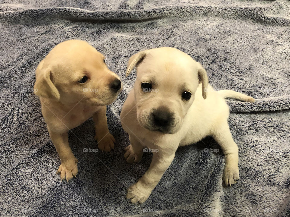 Two adorable puppies