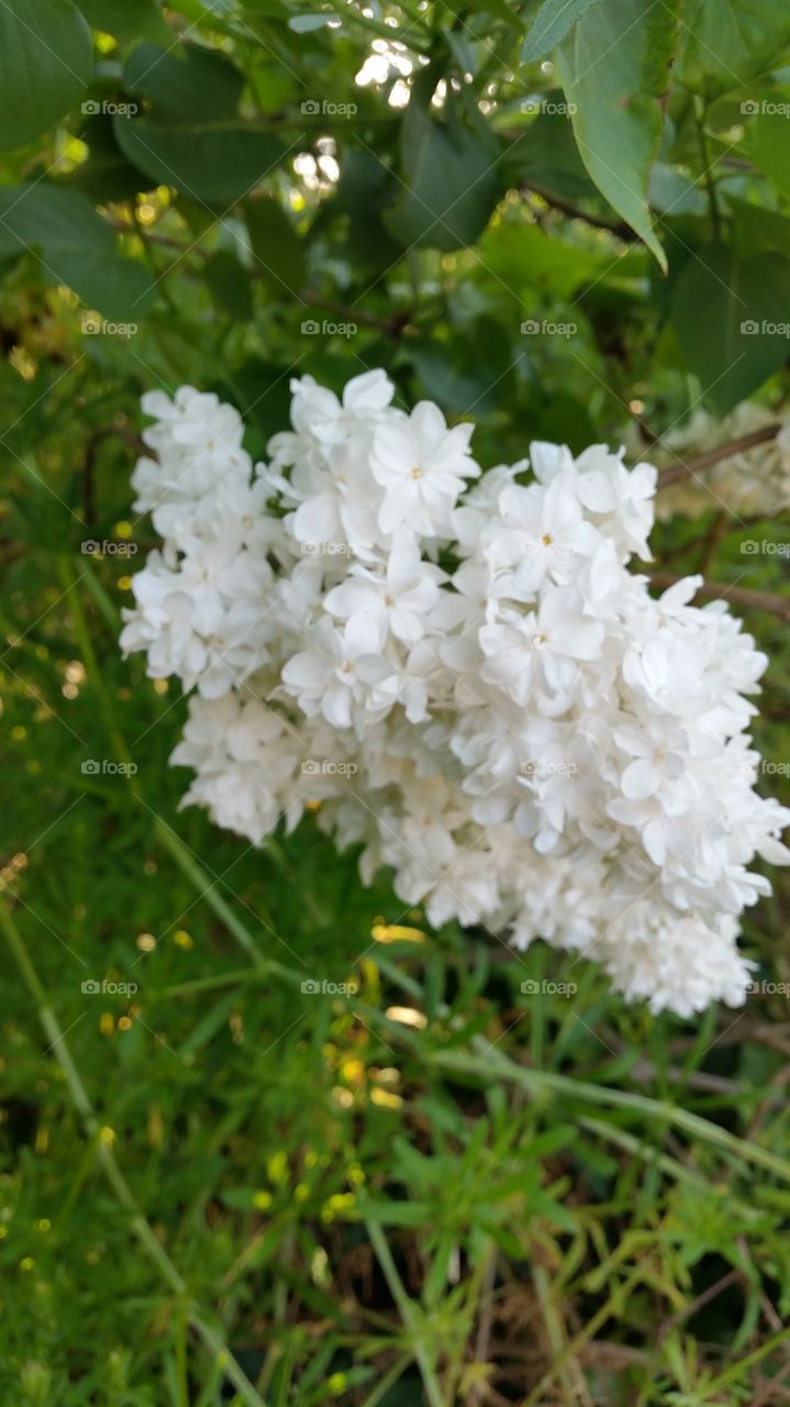 White lilas