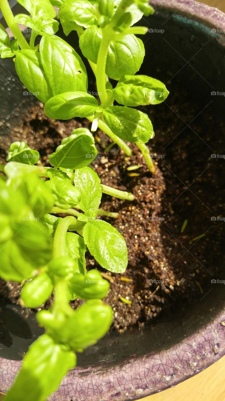 budding basil