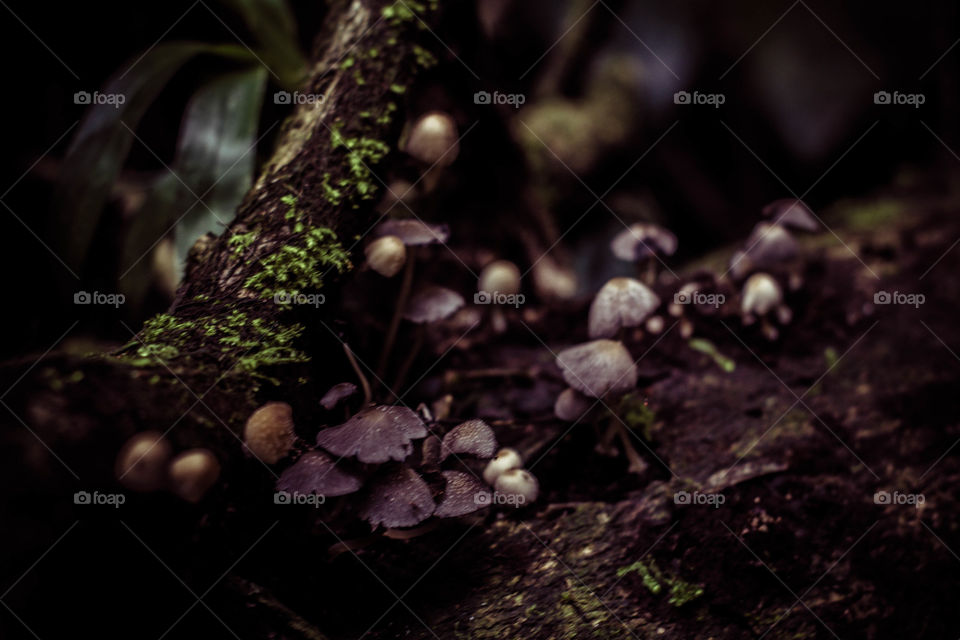 fungi