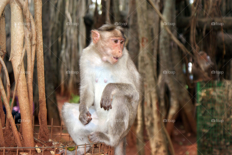 A monkey among the Banyan trees looking for its next treat.