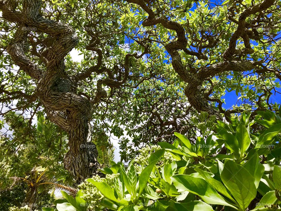 Squiggly tropical trees, New Caledonia 