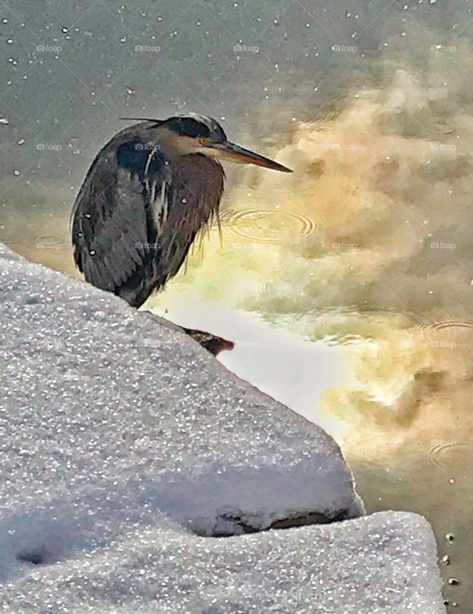 Heron