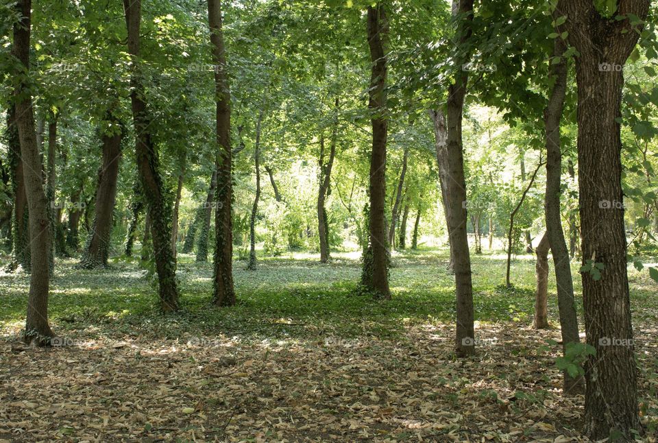 follow the green leaves  path