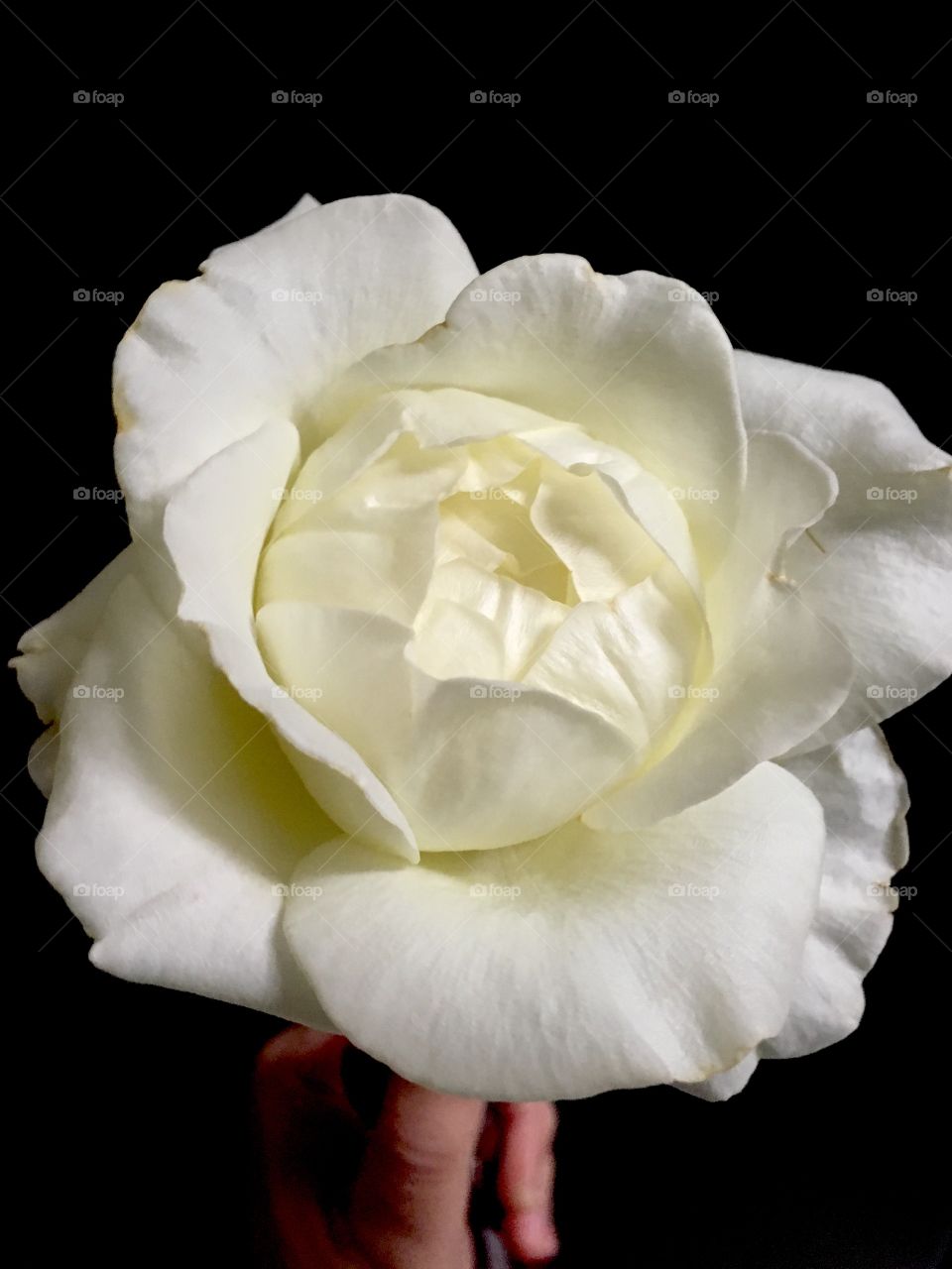 🌺Fim de #cooper!
Suado, cansado e feliz, alongando e curtindo a beleza das #flores.
🏁
#corrida #treino #flor #flower #flowers #pétalas #pétala #jardim #jardinagem #garden #flora #run #running #esporte #alongamento