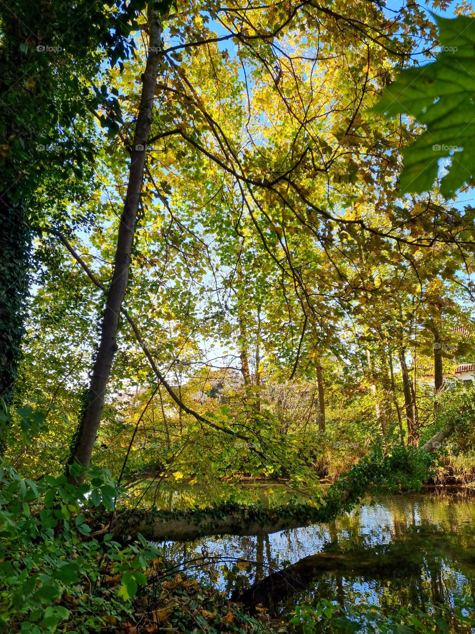 Autumn is so beautiful. Everywhere you turn the beautiful yellow leaves are expecting you. Autumn is a magical season and every nature scenery is made better.