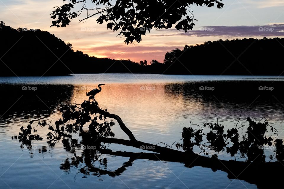 A great blue heron just waking up for another day of fishing. Sunrise at Lake Johnson in Raleigh North Carolina. 