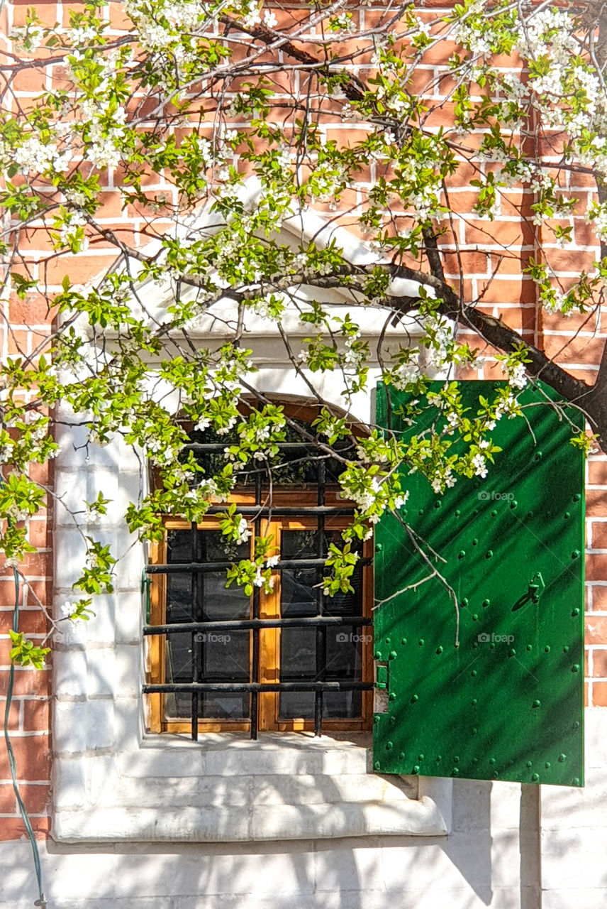 Spring, branches of a blossoming apple tree on the background of the window of an old Orthodox stone church with decor and green shutters