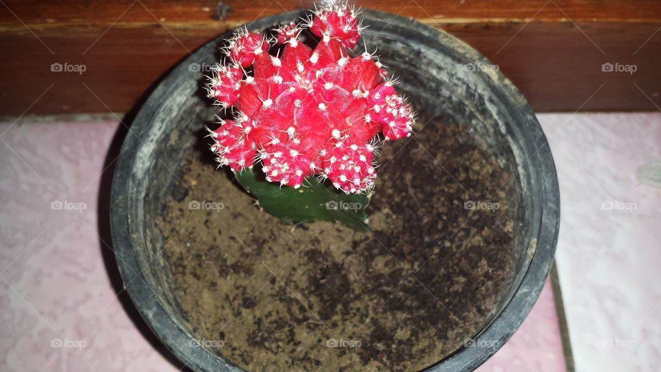 Cactus on the vase