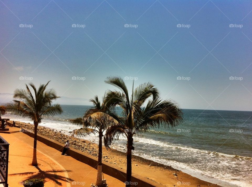 Palm Trees Along Malecon