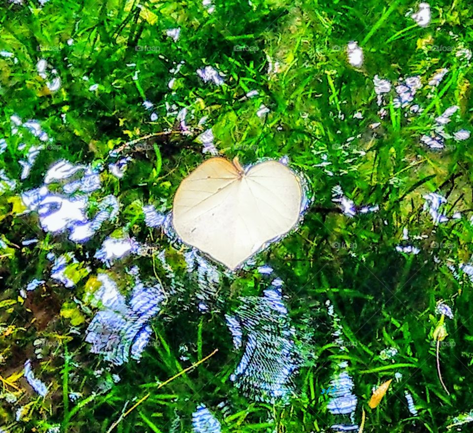 A fallen leaf in the pond that delicates the pond water a  pure heart. plus the green water grass, blue sky and trees reflections in the water, become a beautiful close-up.