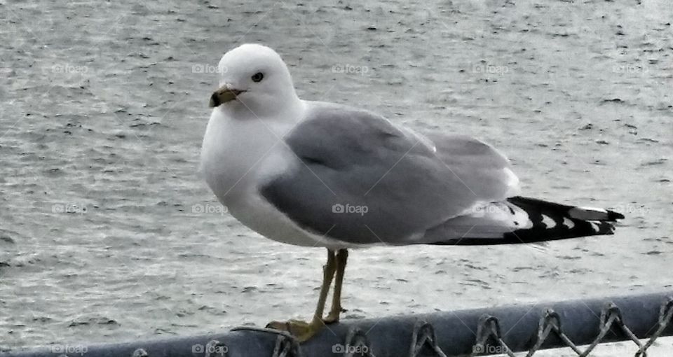 Seagull Pose