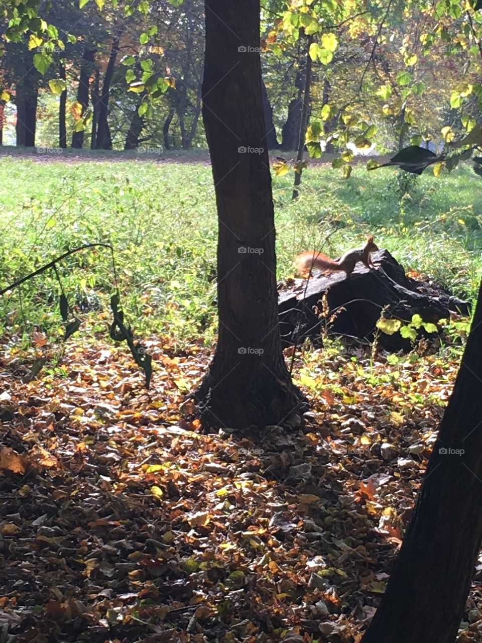 Squirrel at the park 