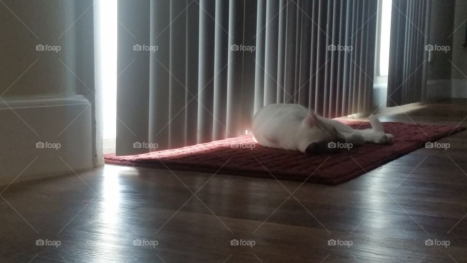 lazy kitty. this is my girl friends lazy and psychotic cat doing what she does best