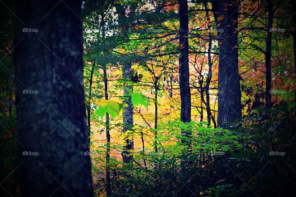 Fall peaking through the darkness