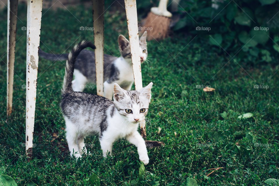 Two kittens