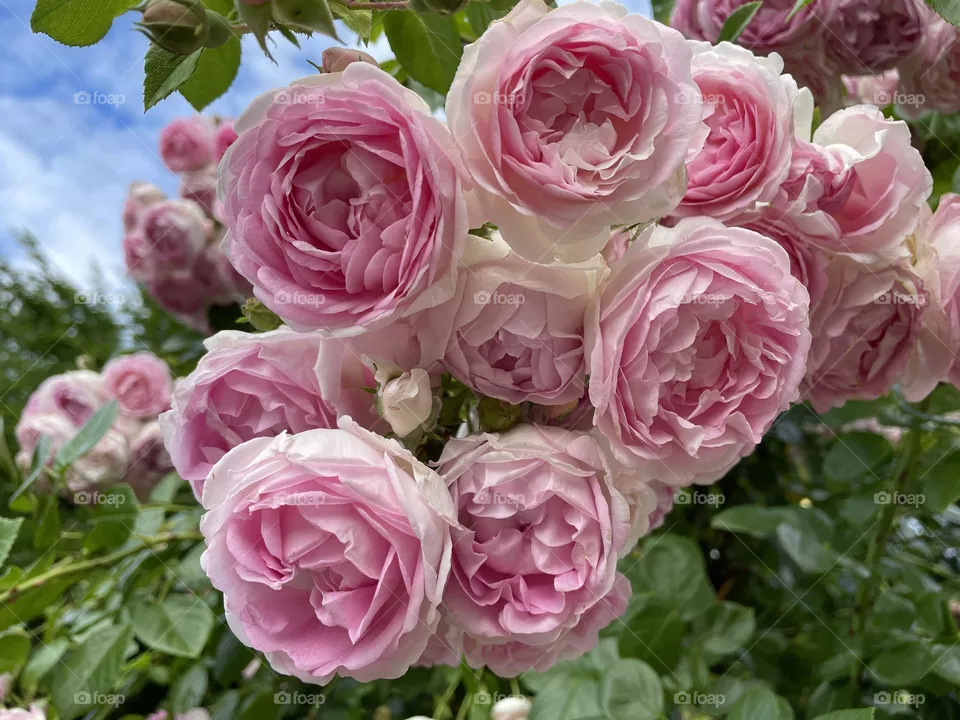 Pink Rose 