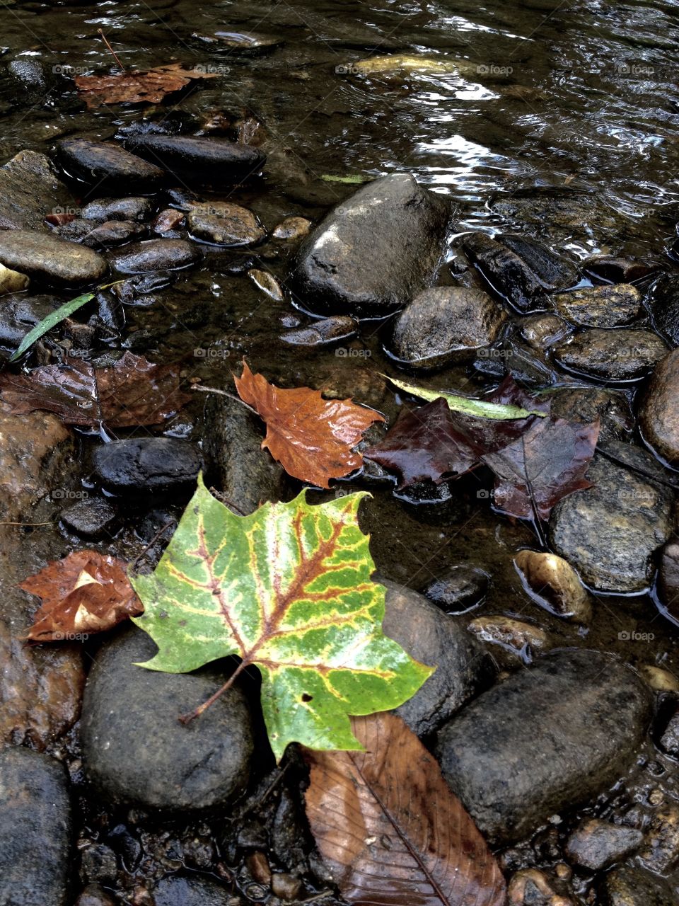 Colors in the creek. Jonathan Creek