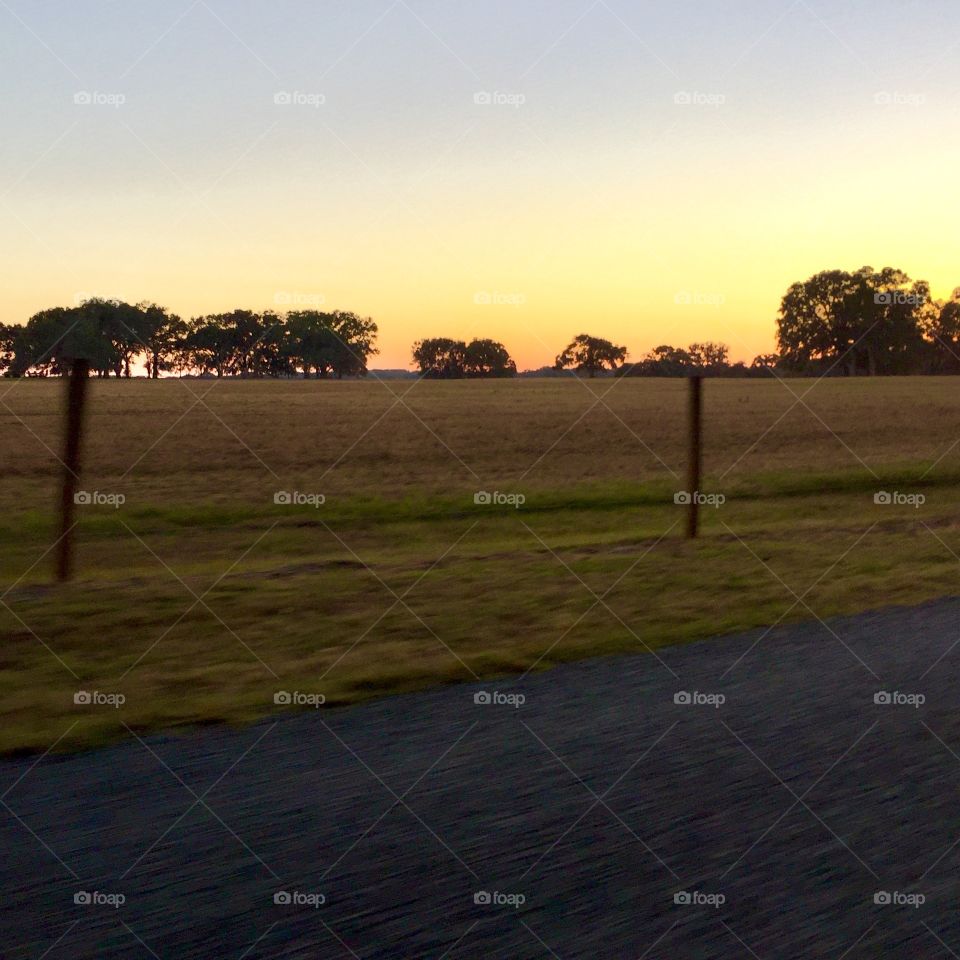 The Field by the Road