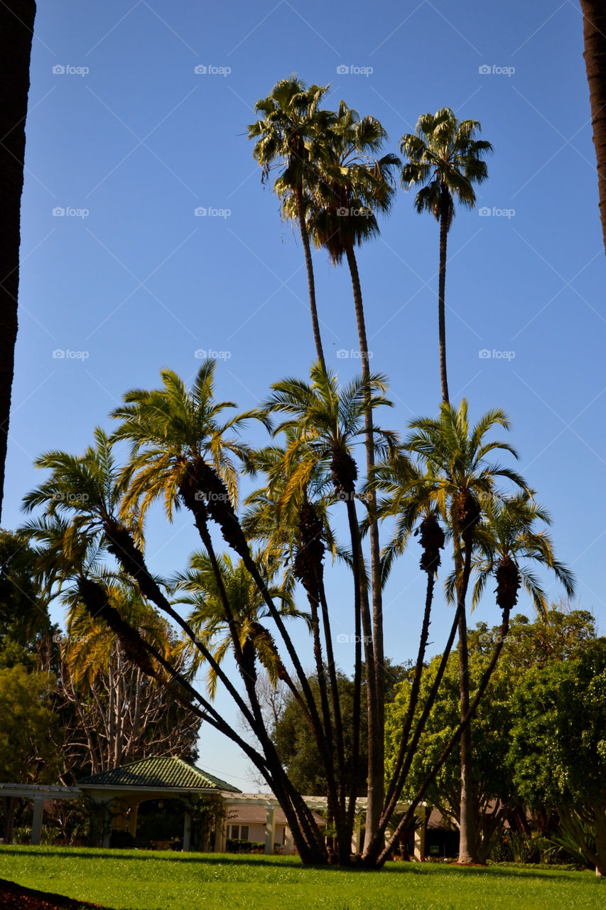 Palm Tree Cluster
