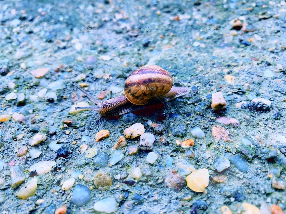 🐌
