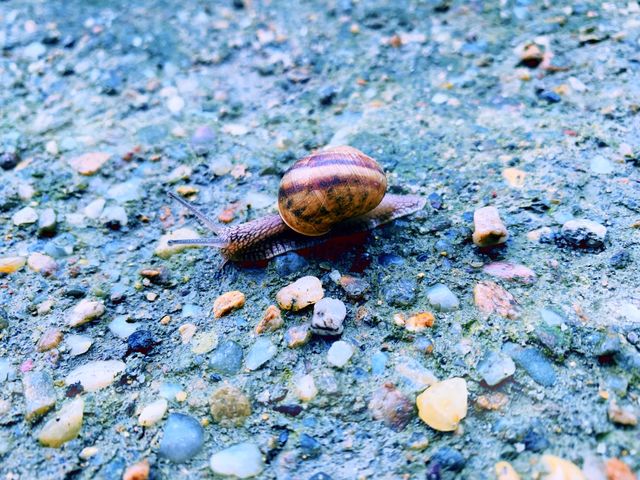 🐌