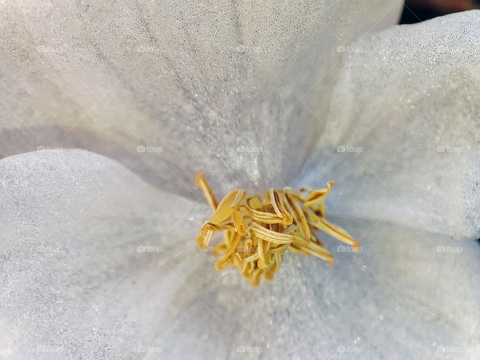 Macro photo of a flower growing in the garden