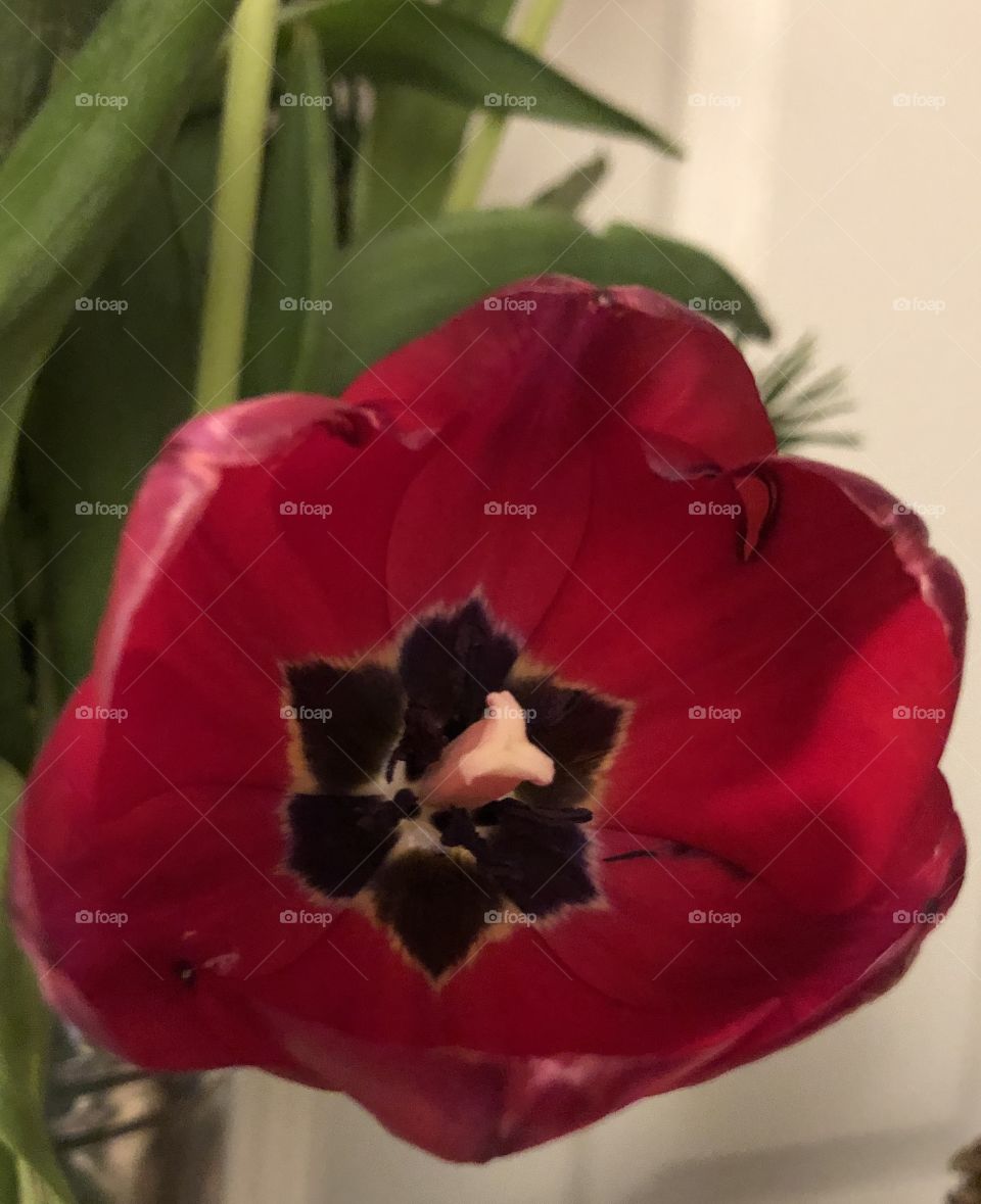 Red Tulip flower open blooming 