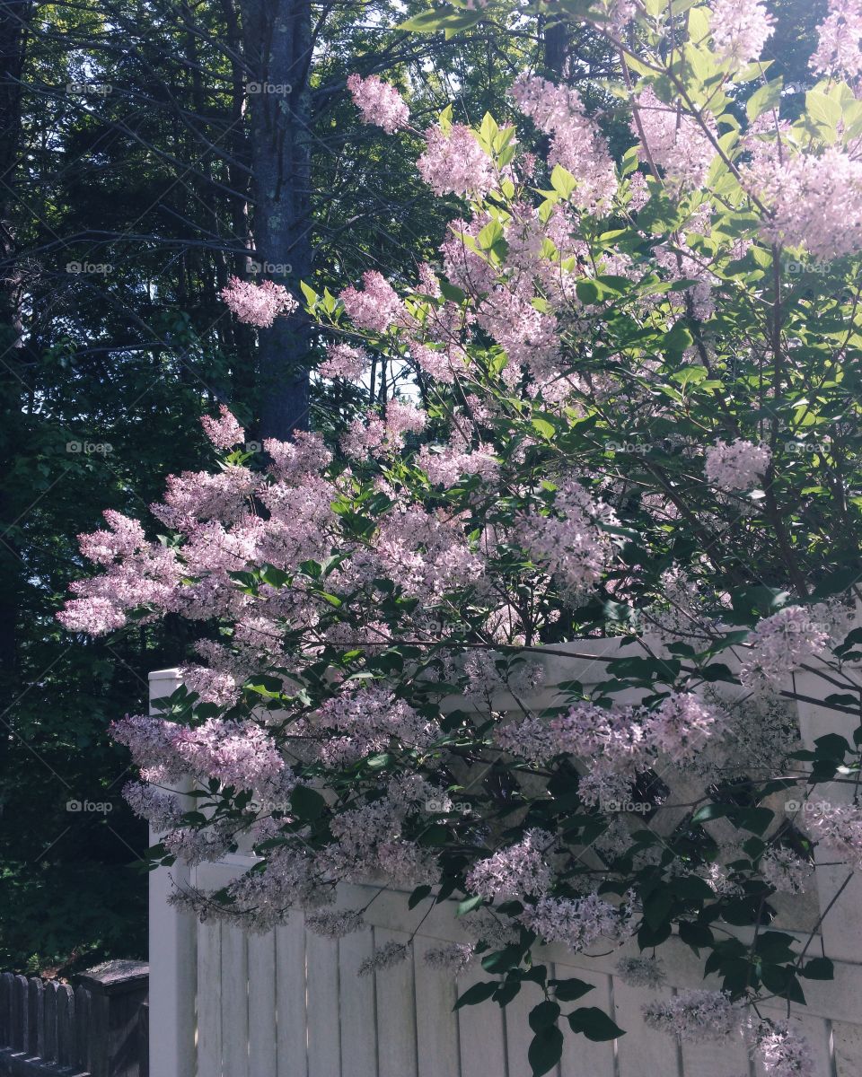 Wonderful flowers that are blossoming in my backyard. 