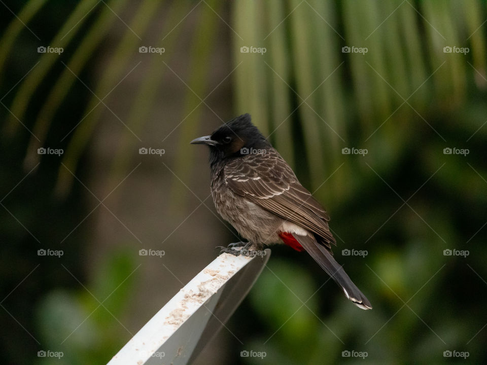 Red-vented Bulbul