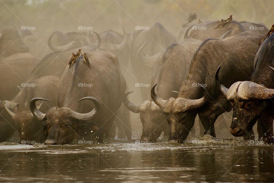 A herd of buffalo drinking water at the water hole in Kavinga, Zimbabwe - titled “out of the dust” 