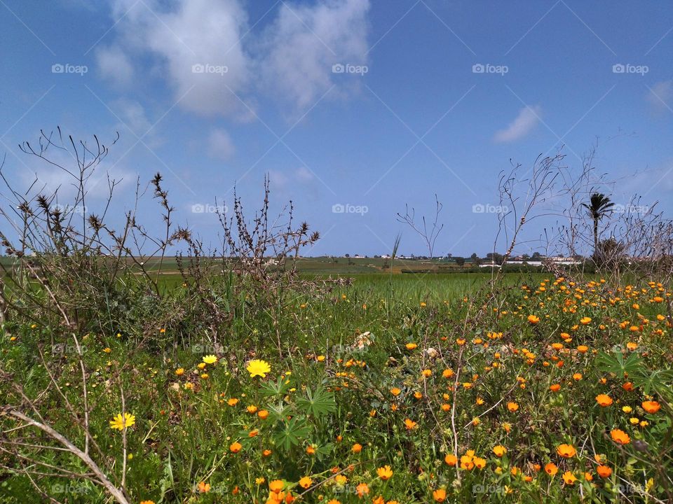 give a price of green beauty