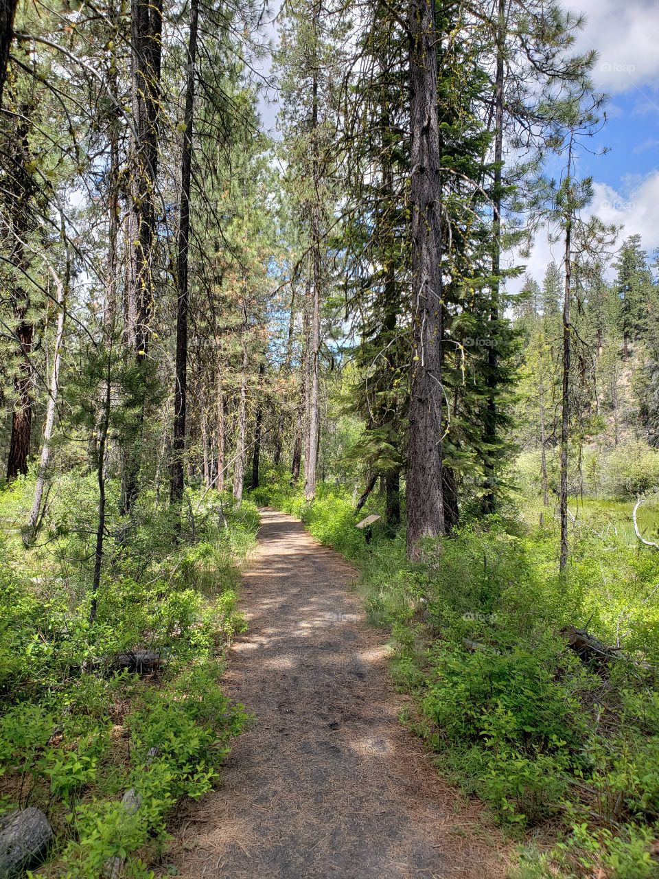 A relaxing path leads through the Deschutes National Forest in Central Oregon with blue skies and fluffy white clouds above on a sunny summer day.