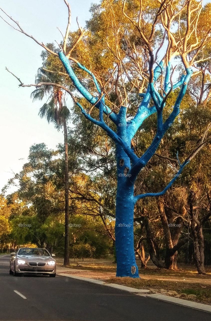 Painted tree a symbol for hope! Blue tree project, raising awareness of mental health.