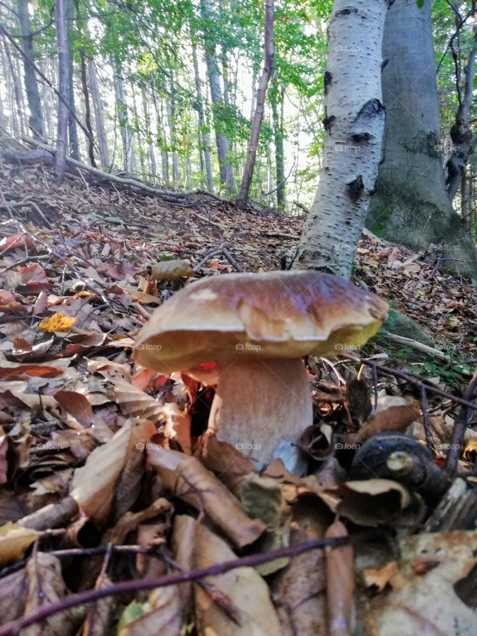 Mushroom