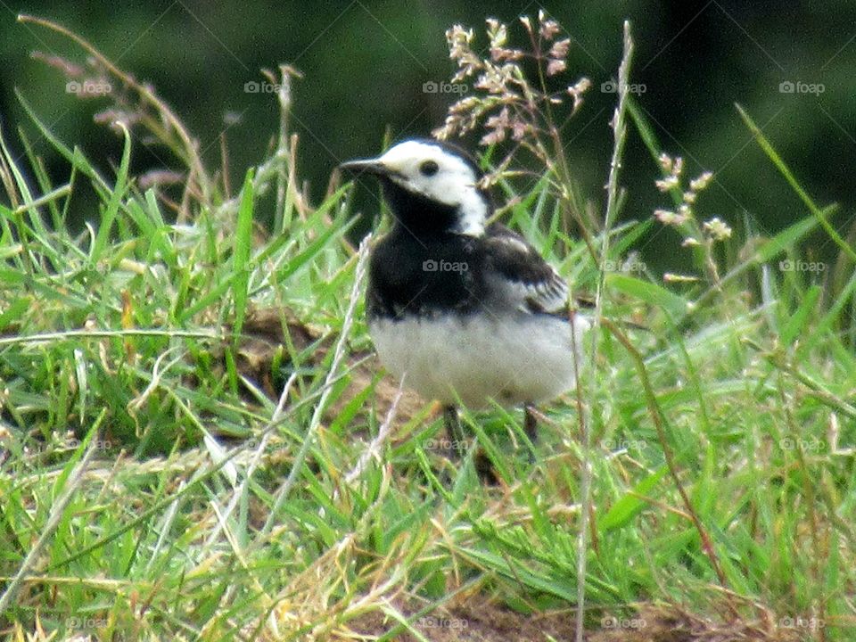 White wagtail amongst the grass