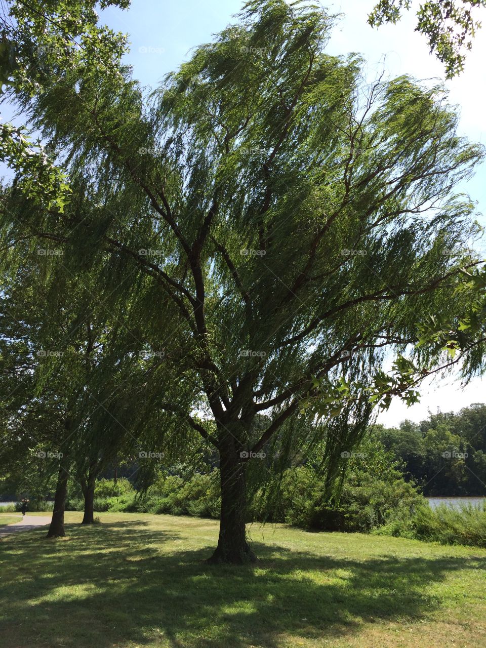 Willow tree