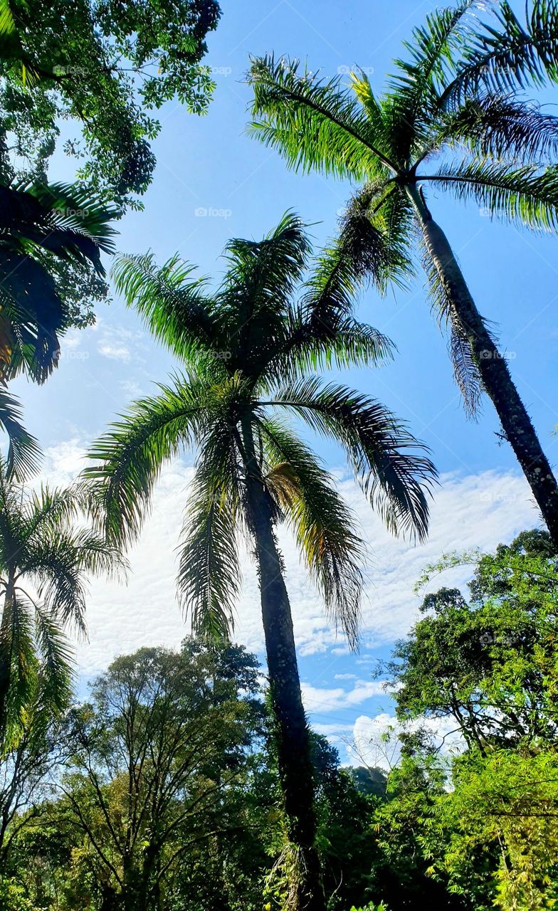 Coconut Trees Under the Blue Skies